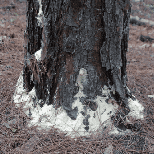 Pine beetle boring dust at the base of an infested tree