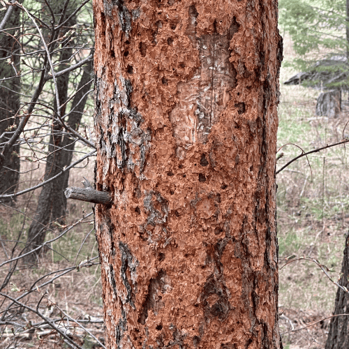 Close-up of pine beetle holes in the bark of an infested pine tree