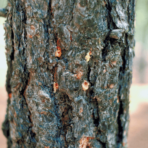 Pitch tubes on tree bark — an early sign of infestation and a key indicator when learning how to stop pine beetles
