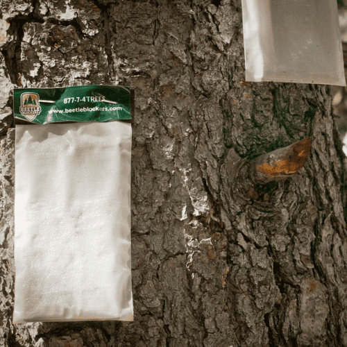 Verbenone pheromone trap hanging on a pine tree to repel pine beetles