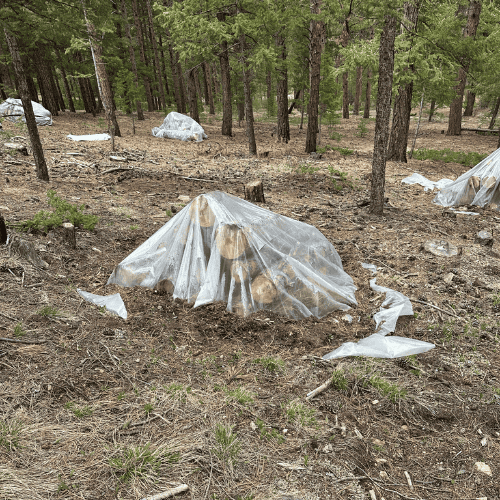 Wrapped pine logs covered in clear plastic in a forest clearing — a proven method in how to stop pine beetles